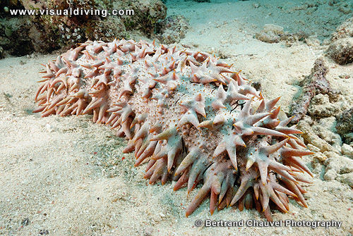 Sea cucumber (UW2_1155)