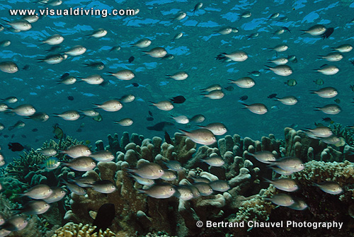 Chromis and hard coral (UW2_1207)