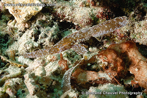 Robust ghostpipefish (UW2_1237)