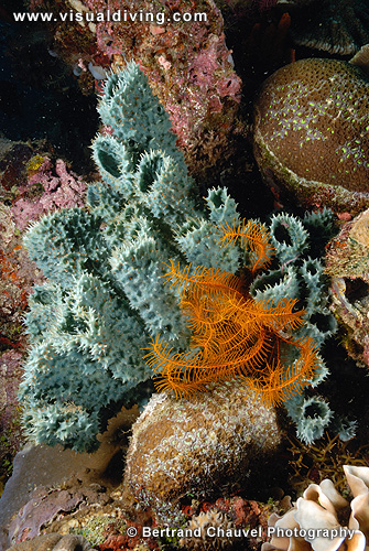 Blue sponge (UW2_1252)