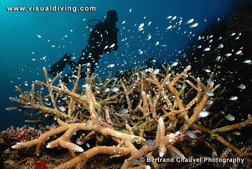 Acropora and diver (UW2_1263)