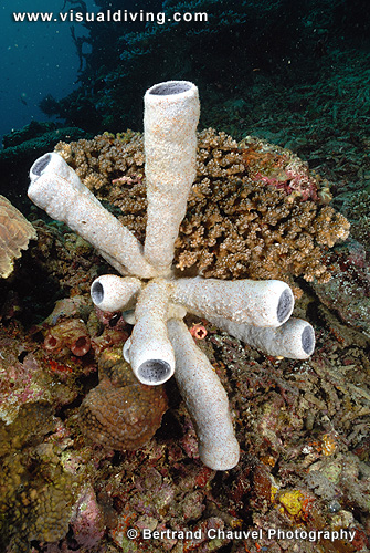 Sponge (UW2_1269)