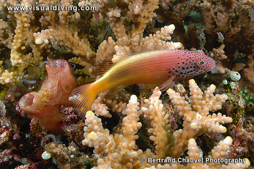 Hawkfish (UW2_1271)