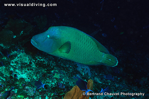 Napoleon wrasse (UW2_1354)