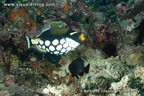 Clown triggerfish (UW2_1378)