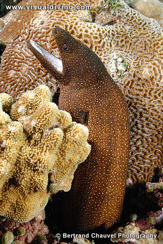 Moray eel (UW2_1423)