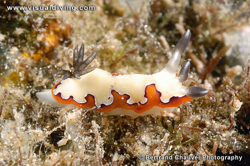 3 horns nudibranch (UW2_5911)