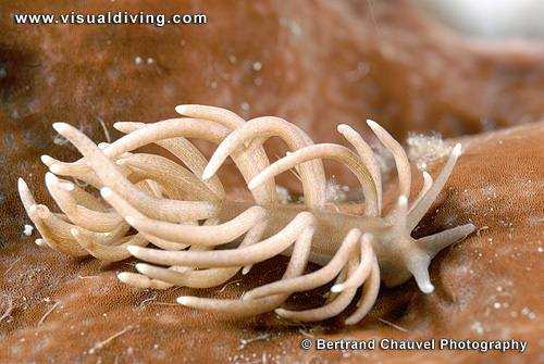 Nudibranch (UW2_6047)