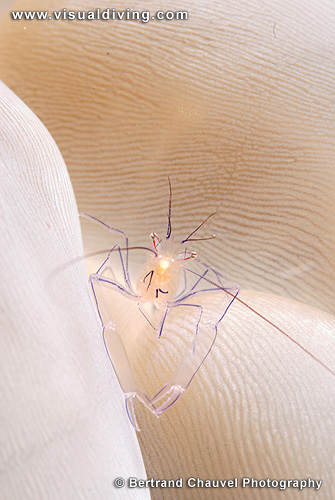 Bubble coral shrimp (UW2_6086)