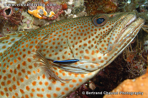 Spotted grouper (UW2_6101)