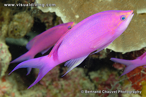 Pink anthias (UW2_6118)