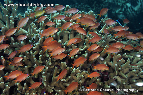 Anthiases in hard coral (UW2_6135)