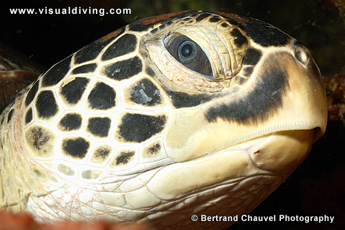 Turtle close-up (UW2_6160)