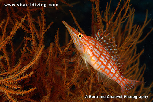 Longnose hawkfish (UW2_6172)