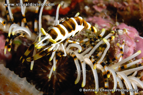 Crinoid shrimp (UW2_6186)