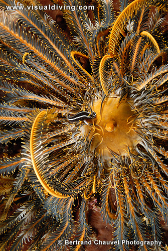 Cling fish in crinoid (UW2_6439)