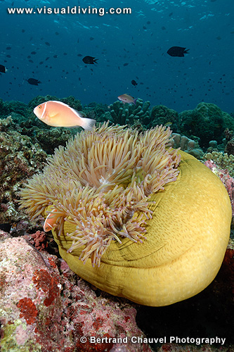 Pink clownfish and anemone (UW2_6481)