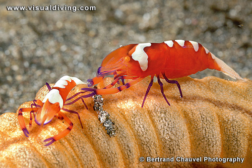 Couple of emperor shrimps (UW2_6558)