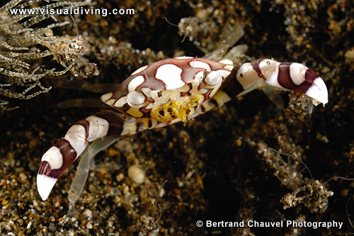 Marbled crab (UW2_6564)