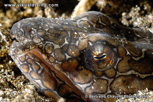 Napoleon snake eel (UW2_6577)