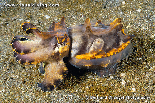 Flamboyant cuttlefish (UW2_6581)