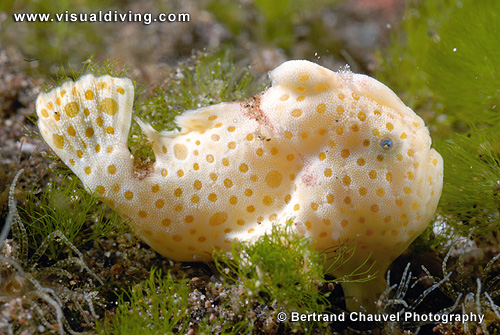 Mini frogfish (UW2_6594)