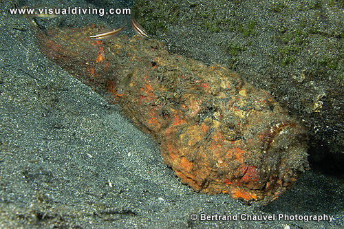 Stonefish (UW2_6598)