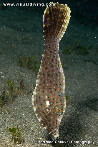 Filefish (UW2_6602)