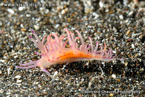 Flabellina nudibranch (UW2_6634)