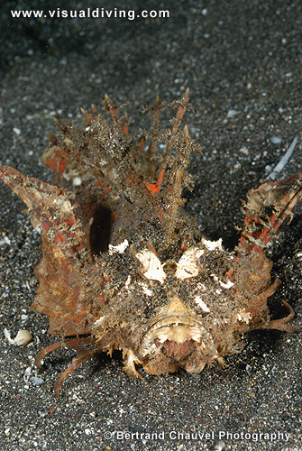 Devil scorpionfish (UW2_6645)
