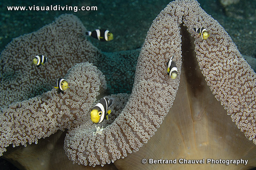 Clownfish family (UW2_6651)