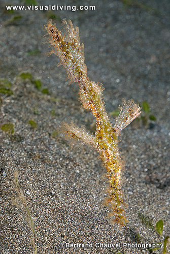 Robust ghostpipefish (UW2_6678)