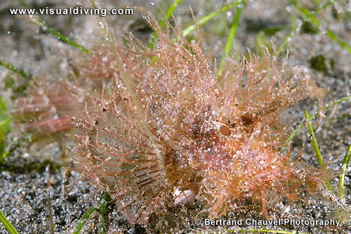Ambon scorpionfish (UW2_6688)
