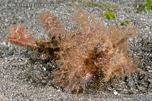 Ambon scorpionfish (UW2_6692)