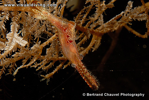 Palaemonid shrimp (UW2_7227)