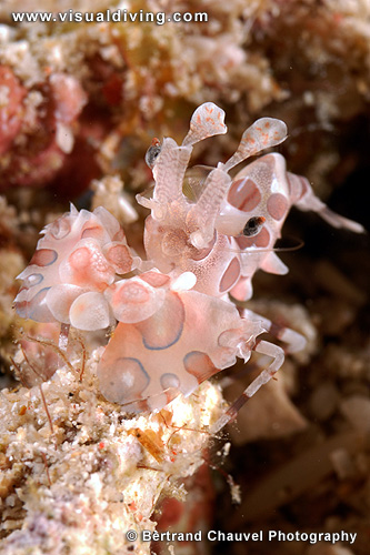Harlequin shrimp (UW2_7236)