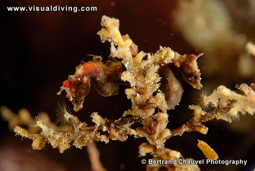 Couple of green pontohi seahorses (UW2_7254)