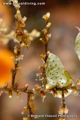 Pontohi seahorse (UW2_7262)