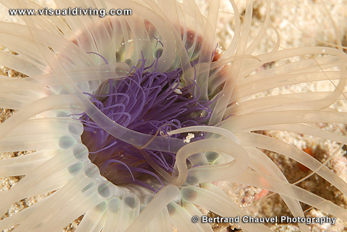 Tube worm (UW2_7269)