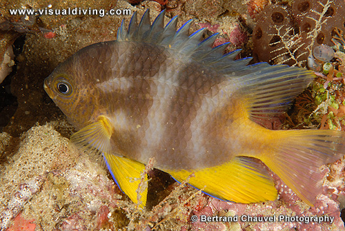 Damselfish (UW2_7273)