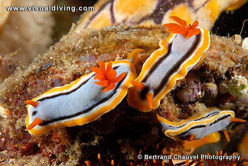 Three elizabethina nudibranchs (UW2_7290)