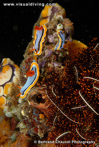 Three elizabethina nudibranchs (UW2_7292)