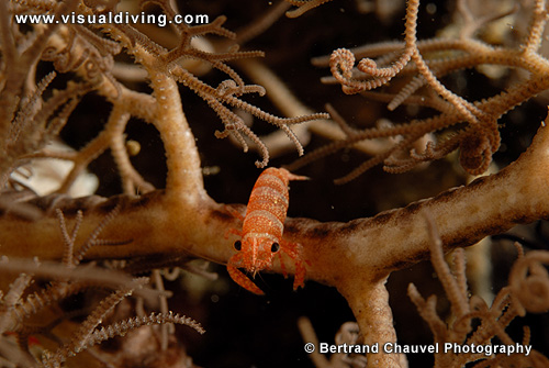 Basket star shrimp (UW2_7294)