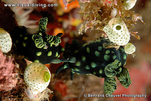 Mating nembrotha nudibranchs (UW2_7301)