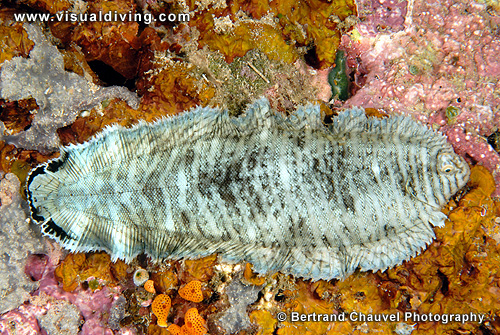 Sea flounder (UW2_7304)