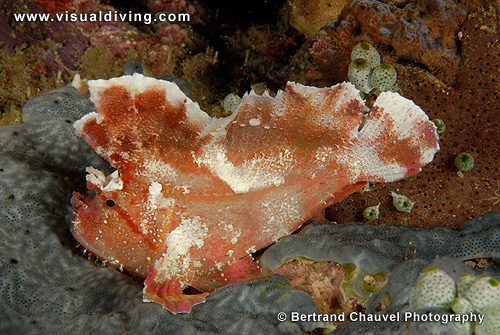 Red scorpion leaffish (UW2_7310)