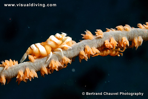 Whipe coral shrimps (UW2_7357)