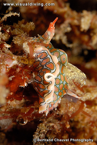 Nudibranch (UW2_7380)