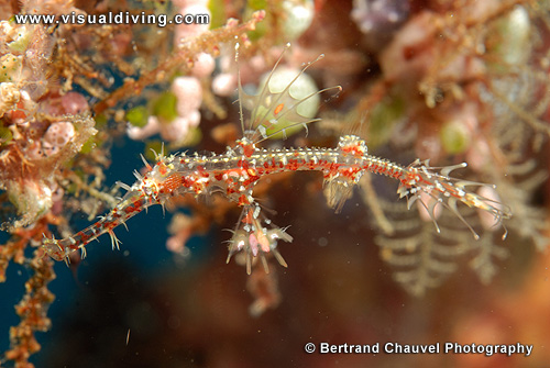Juvenile harlequin ghostpipefish (UW2_7426)