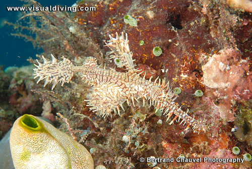Harlequin ghostpipefish (UW2_7433)